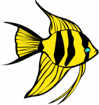 ANGELFISH1